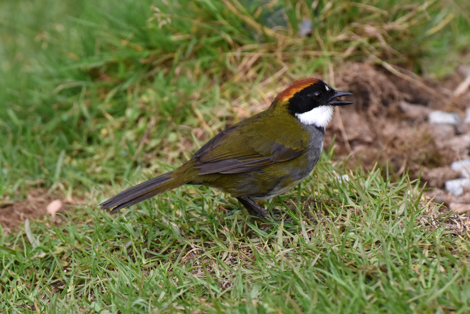 image Chestnut-capped Brushfinch